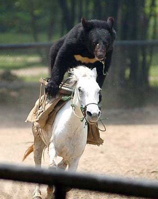 935876580_bear_riding_horse.jpg