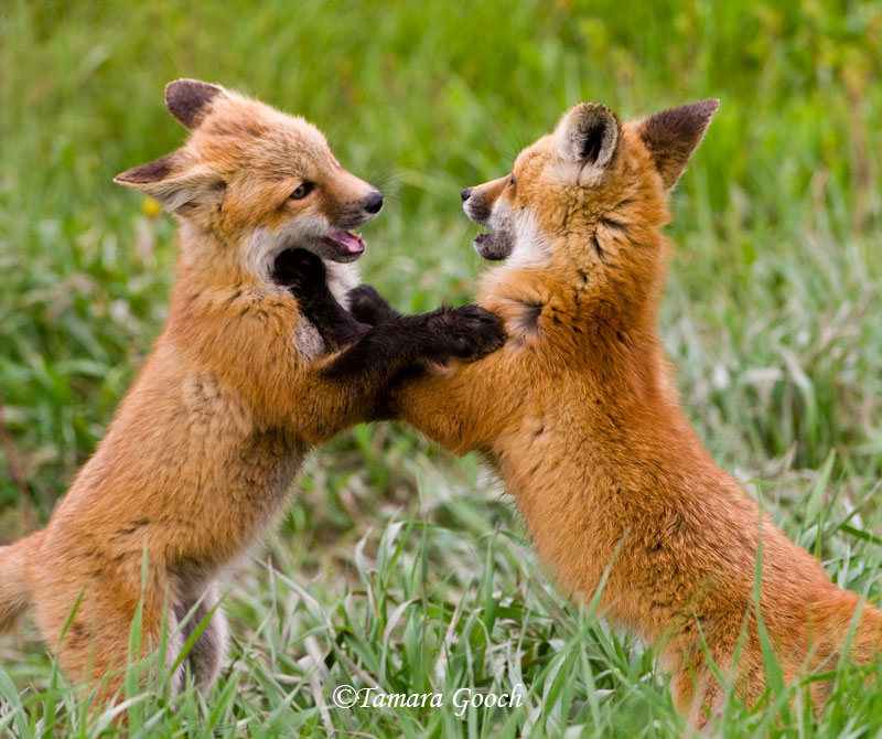 Why I Love Foxes.