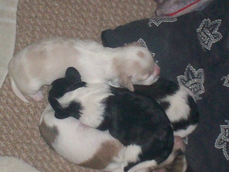 Puppies!