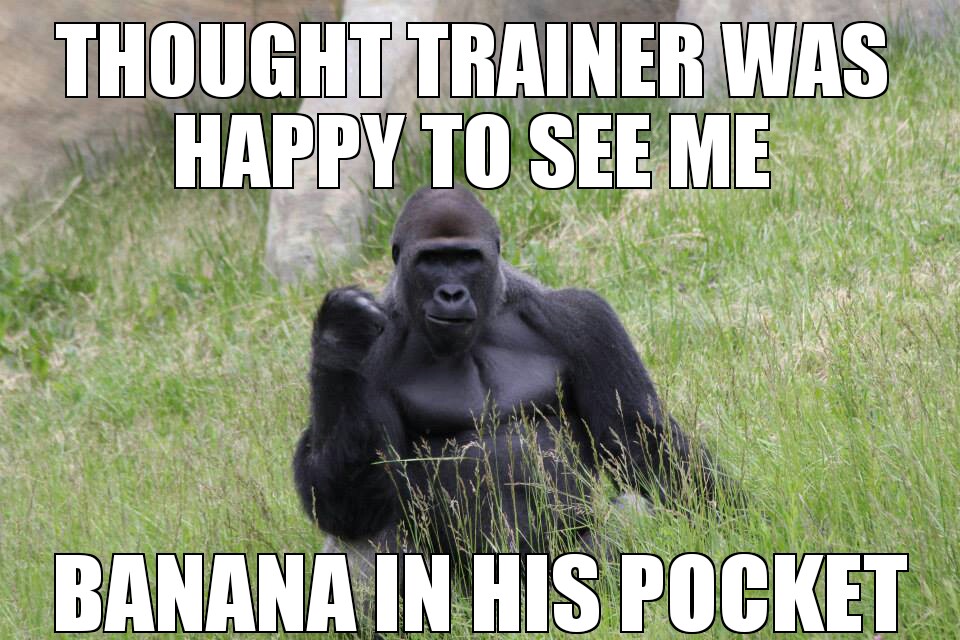 2434900_151112097082_Success-Gorillas-Memes-Trainer-Has-a-Banana-In-His-Poc.jpg