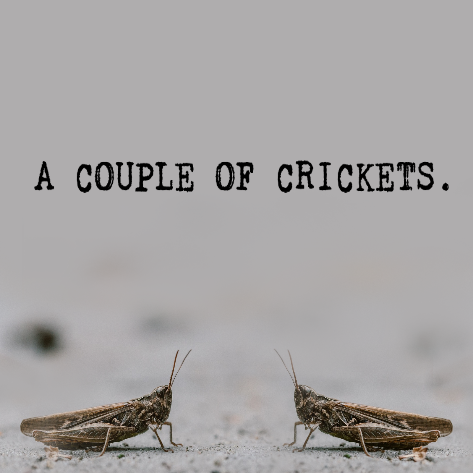 6075713_154689202261_crickets1.png