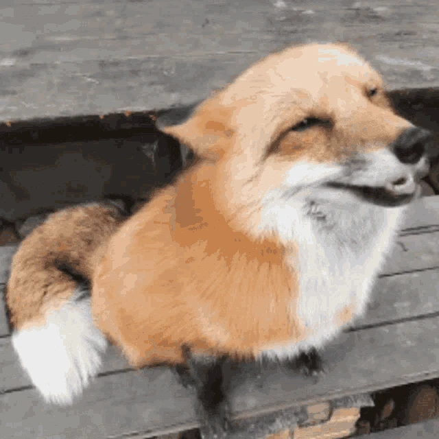 Перфект фокс. Хитрый Лис гифка. Fox Pet gif. Кот и лиса гифка. Гиф лиса красится Теремок.