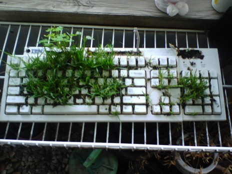 A Keyboard Garden!