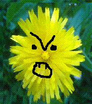 Dandelions taste bad.