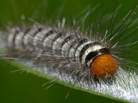 caterpillars creep me the fuck out