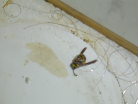 God Damn Wasp In My Bathroom