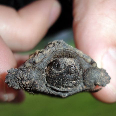 Baby snapping turtle saved!