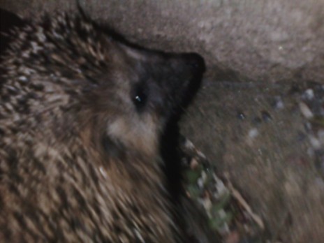 Boom! Hedgehog!