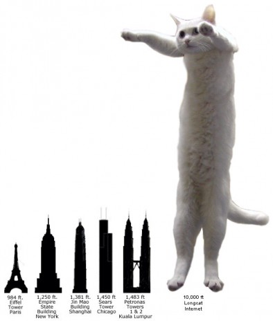 LOOOOOOOOOOOOOOOOOOOOOOOOOOOOOOOOOOOOOOOOOOOOOOOOOOOOONGCAT