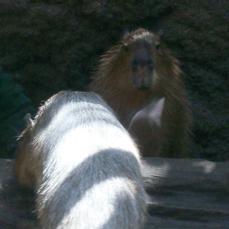 'I Got A Capybara!'