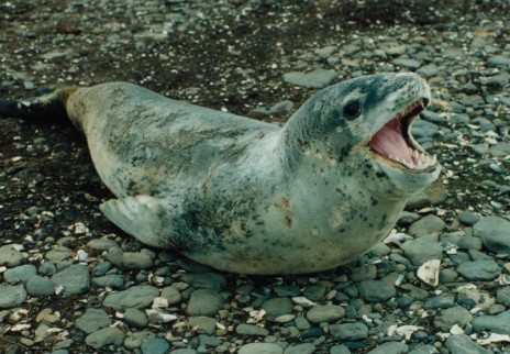 seals have mating calls!