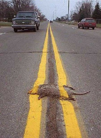 OMG! Roadkill suprise