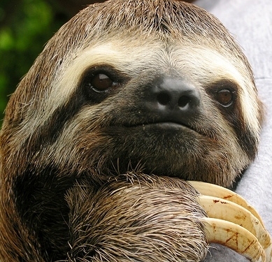 I Want A Sloth.