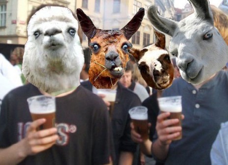 LLAMAS AND DRINKING!