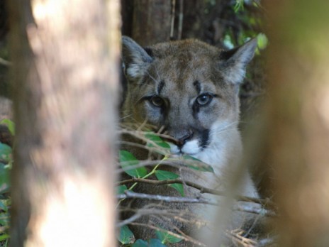 Local Cougar In My Neighborhood