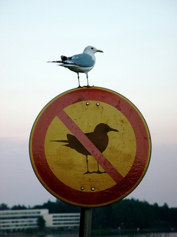 No Birds...