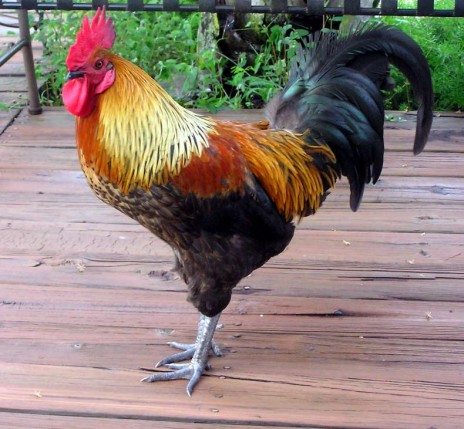 RATE MY COCK!