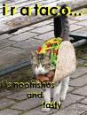 taco cat