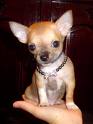 the chihuahua likes you