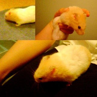 MARVIN THE HAMSTER!!!