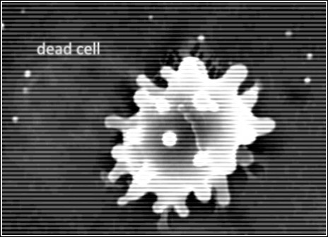 dead cell