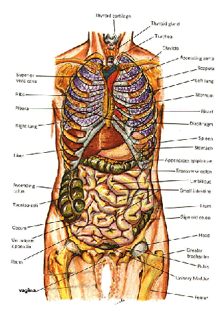 Do you have the guts?