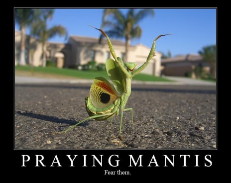 praying mantis