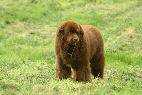 this dog(newfoundland  breed)