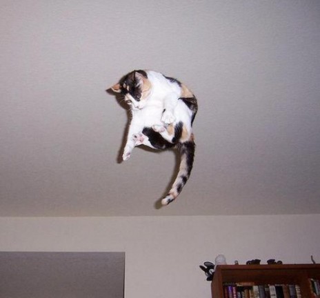 Flying humans and flying cats-vids loling awesome