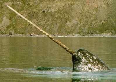 Narwhals are real.