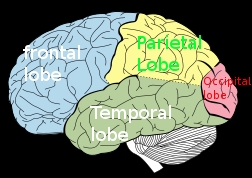 Neo Cortex; the lobes (and a little psychology)