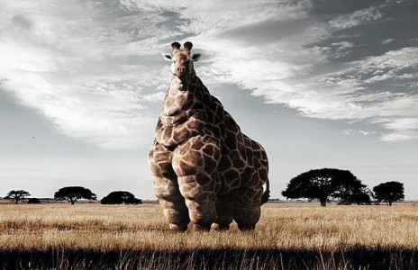 fat giraffe.