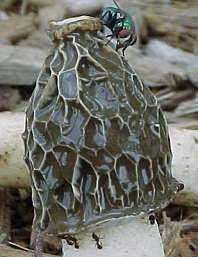 Stinkhorns!