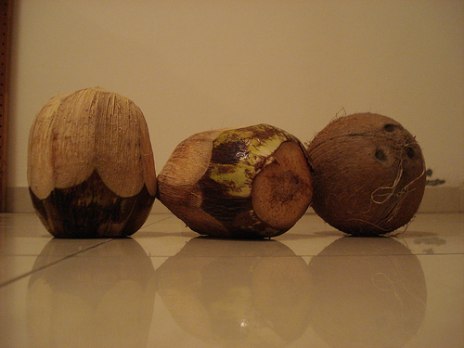 I've got a lovely bunch of coconuts!