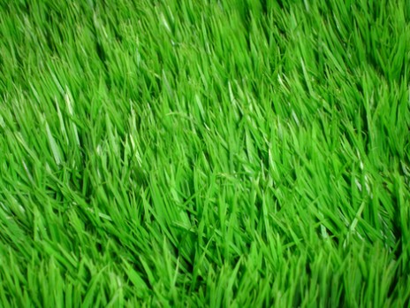 GRASS