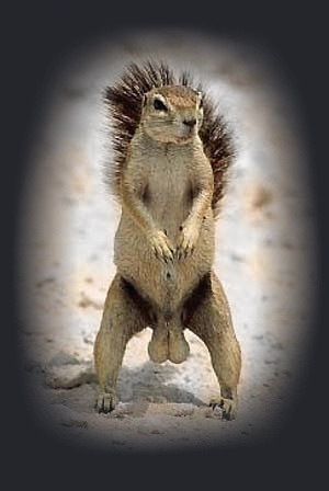 Squirrel with big balls - classic picture!