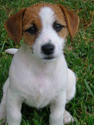 JACK RUSSELL