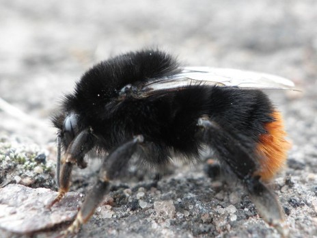 Bumblebees are awesome