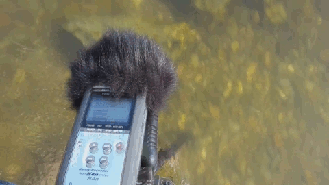 iu_34779_5898803.gif