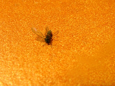 OH SNAP! A DEAD HOUSE FLY!