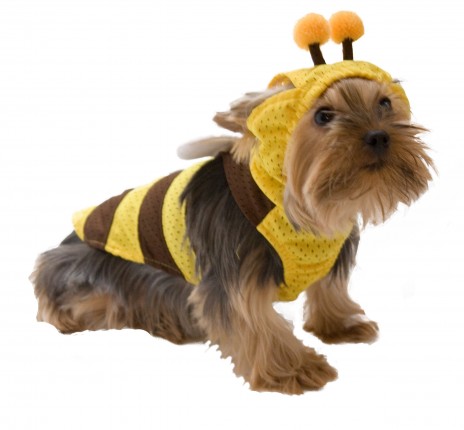 Beedog