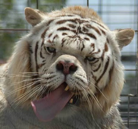 Noodles: The Down-Syndrome Tiger!