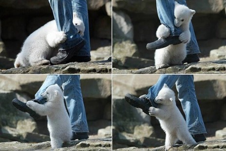 Polar Bear Attack!!