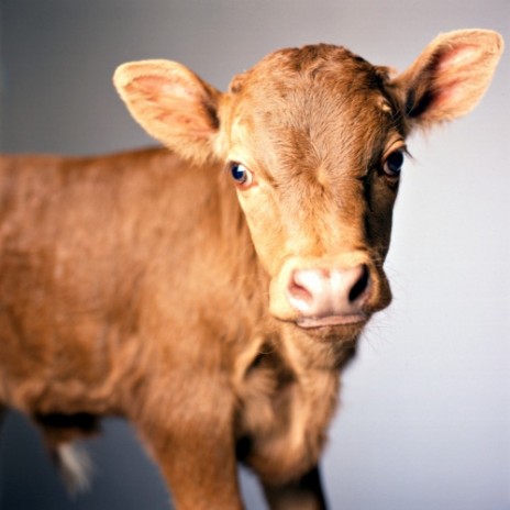 This is a cow