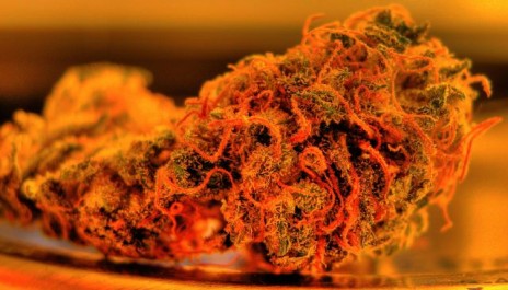 Marijuana Pic of tha day