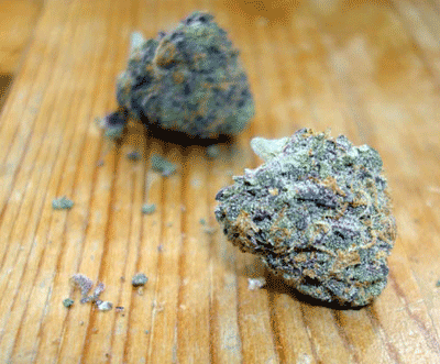 Marijuana Pic of tha Day