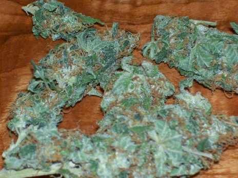 Marijuana Pic of tha Day