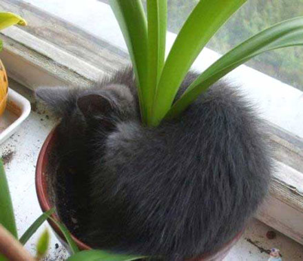 CatPlant