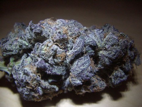 Marijuana Pic of tha Day