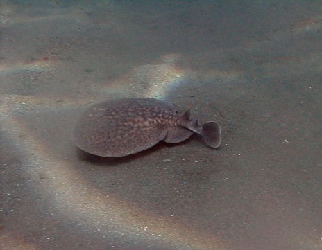 Marbled Electric Ray